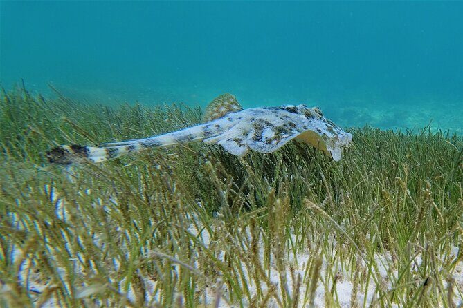 3 Hour Costa Maya Snorkeling Excursion - La Leyenda ECO-TOURS - Your Guides in the Water: Safety Plus Wildlife Scanning