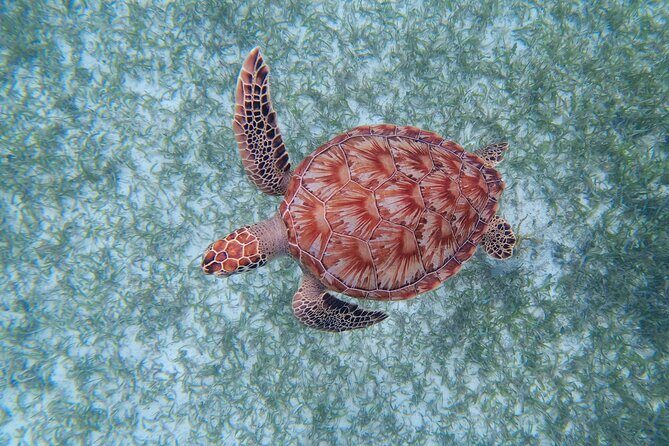 3 Hour Costa Maya Snorkeling Excursion - La Leyenda ECO-TOURS - Boat Wetness, Swimming Effort, and Motion Sickness Tips