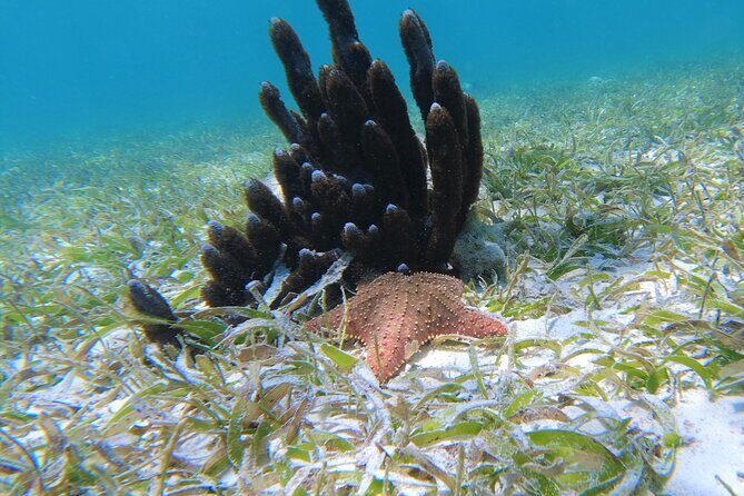 3 Hour Costa Maya Snorkeling Excursion - La Leyenda ECO-TOURS - Getting Started at Malecón 3 (Right by Hotel 40 Cañones)