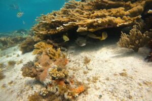 3 Hours VIP Semiprivate Tour Isla Mujeres Full Snorkeling Experience - Meeting point reality check (and how to not lose time)