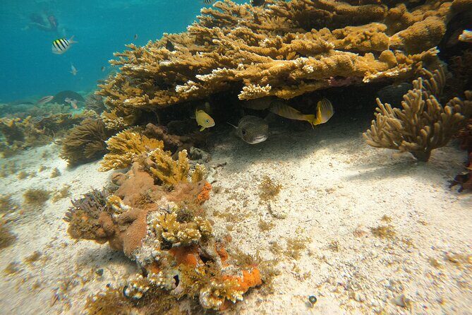 3 Hours VIP Semiprivate Tour Isla Mujeres Full Snorkeling Experience - Meeting point reality check (and how to not lose time)