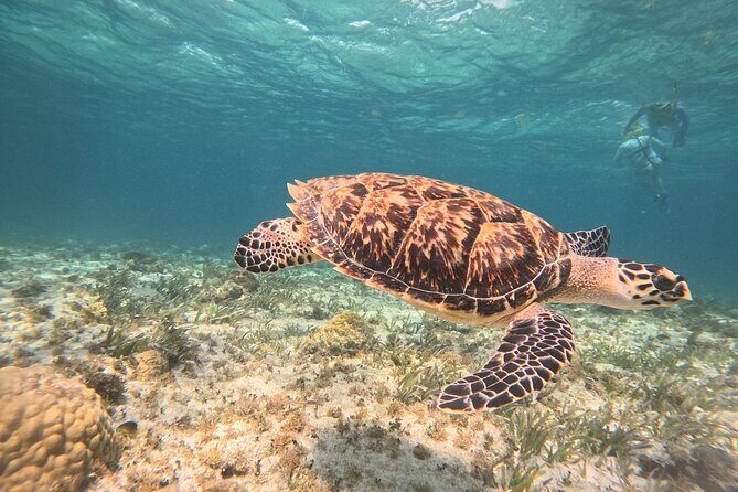 3 in 1 Jungle Speedboat and Snorkeling in Cancun - The big picture: why people book this Cancun water combo