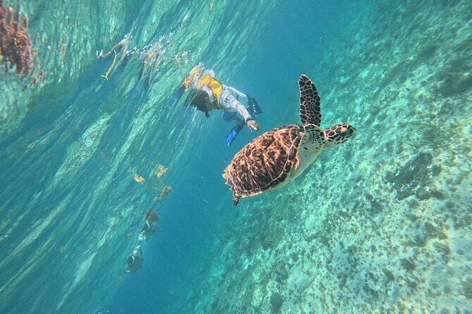 3 in 1 Jungle Speedboat and Snorkeling in Cancun - Stop 3: Nichupté Lagoon mangrove channels for a calmer finish