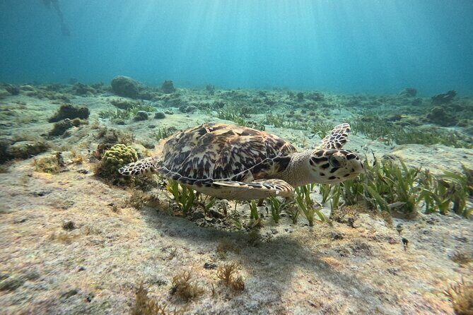 3 in 1 Jungle Tour Adventure Cancun - Snorkeling Cancun’s coral reefs and spotting sea turtles