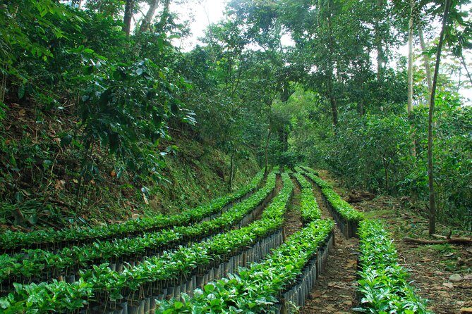 3 Levels of Huatulco the coffee you've been looking for - Meet the biologist: how Huatulco’s biodiversity shapes flavor
