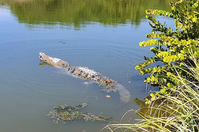 3 Palos Lagoon AfroMex Village Turtle Release & Croc Farm Visit - Turtle camp release: the conservation moment that’s worth the short window
