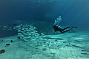 3-Tank Scuba in Marine Reserve and Corridor for Certified Divers - Price and what you actually get for $210