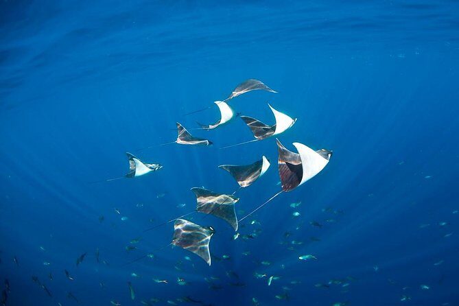 3-Tank Scuba in Marine Reserve and Corridor for Certified Divers - Underwater stops: Marine Park vs The Corridor (and the kinds of sites you might hit)