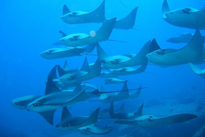 3-Tank Scuba in Marine Reserve and Corridor for Certified Divers - Wildlife and sightings: what to keep your eyes on