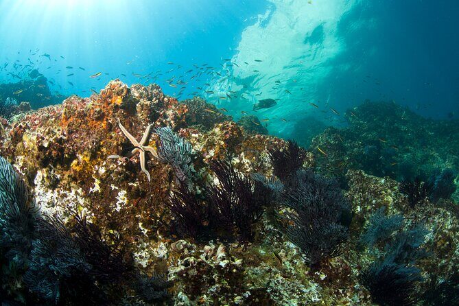 3-Tank Scuba in Marine Reserve and Corridor for Certified Divers - Current, visibility, and temperature: how to judge the day fast