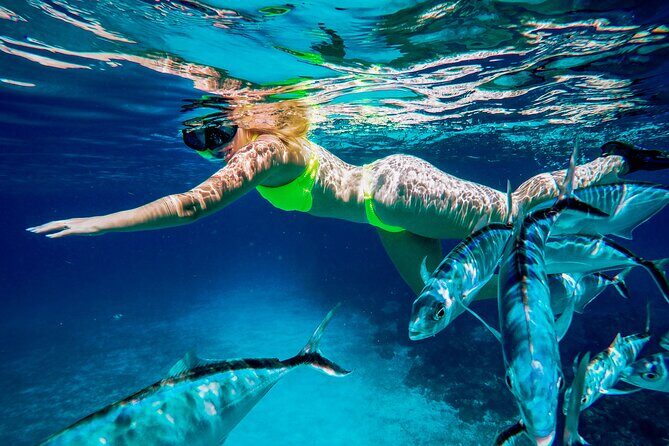 4 Hour Cozumel Reefs Snorkeling - Playa El Cielo: Starfish Time and a Different Kind of Snorkel