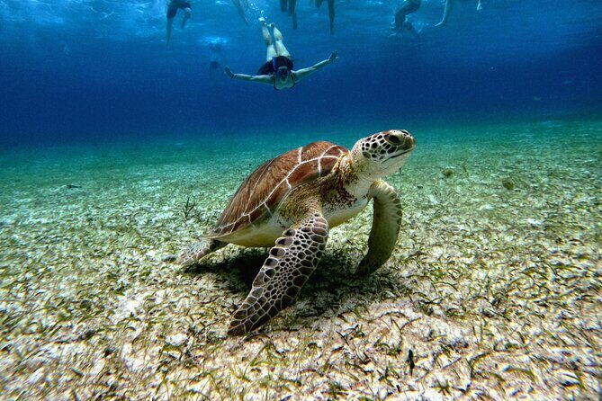4 Hour Cozumel Turtle Sanctuary Experience on a Luxury Catamarán - Getting to the catamaran: downtown flagpole vs cruise-ship docks