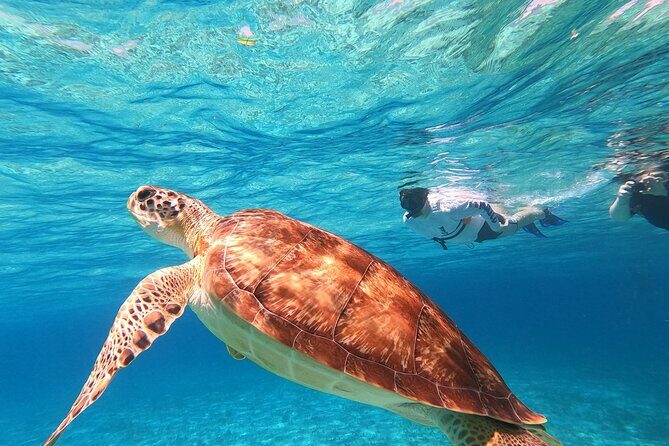 4 Hour Cozumel Turtle Sanctuary Experience on a Luxury Catamarán - Green turtle sanctuary: how you’re set up to see them
