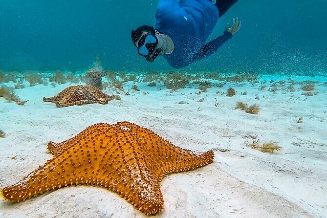 4 Hour Snorkeling Tour in Cozumel - Why This 4 Hours Works in Cozumel (and what you give up)