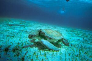 4 Hour Snorkeling Tour in Cozumel - Playa El Cielo: turtle sanctuary vibes and starfish on white sand
