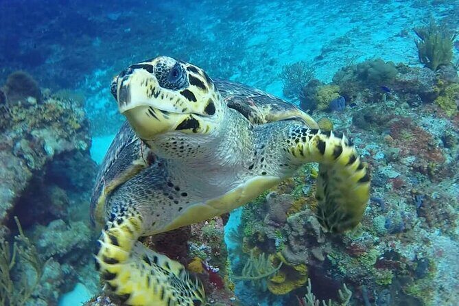 4 Hour Snorkeling Tour in Cozumel - El Cielito: Little Heaven sandbank, transparent water, and snack time