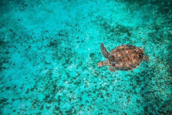 4 Hour Snorkeling Tour in Cozumel - What the tour feels like once you’re on the water