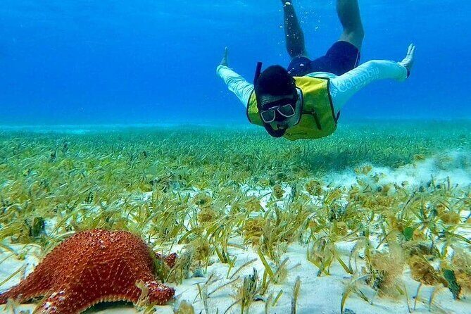 4 hours of shared snorkeling to El Cielo - Playa El Cielo: Starfish Sanctuary Vibes Without the Hassle