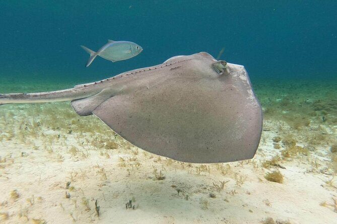 4 hours of shared snorkeling to El Cielo - El Cielito Sandbar Break: Snacks, Shallow Water, and a Reality Check