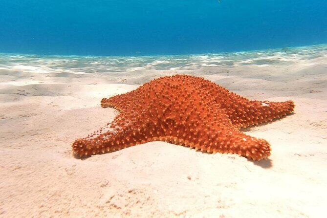 4 hours of shared snorkeling to El Cielo - Drinks, Snorkel Gear, and Underwater Photos: The Extras That Matter