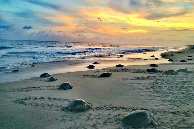 4-in-1 Tour - Mazunte,Cacao Factory, La Ventanilla & Turtle Spawn - Key points to know before you go