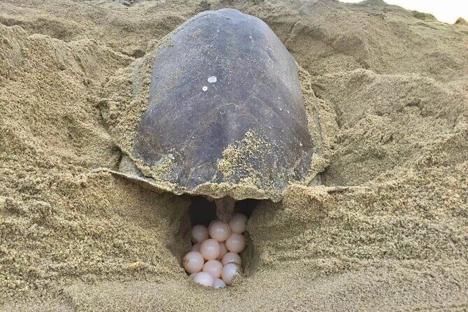 4-in-1 Tour - Mazunte,Cacao Factory, La Ventanilla & Turtle Spawn - Four stops, one small-group day in Huatulco