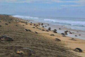4-in-1 Tour - Mazunte,Cacao Factory, La Ventanilla & Turtle Spawn - Morning pickup and timing: what 10 hours really means