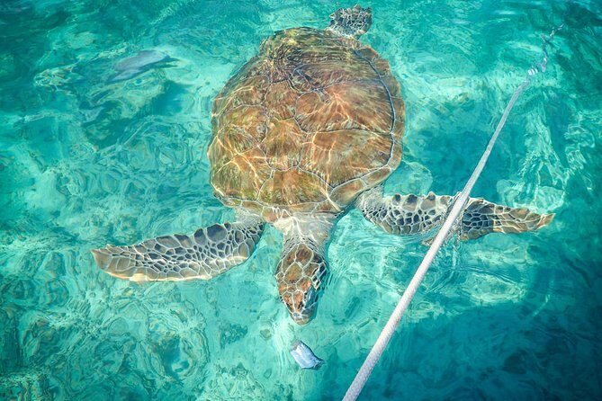 4H Lux 40' Catamaran All-Inclusive in Tulum and Playa del Carmen. - Snorkeling and swim time in clear, calm water