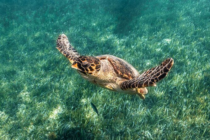 5-in-1 Cancun Snorkeling Tour with Sea Life & Transport Included - The real-world flow: meeting, transport, and how the day runs