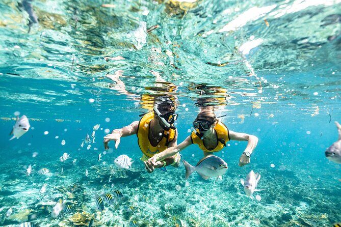 5-in-1 Cancun Snorkeling Tour with Sea Life & Transport Included - Who should book this tour?