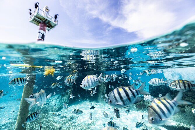5-in-1 Cancun Snorkeling Tour with Sea Life & Transport Included - Stop-by-stop snorkeling: reef fish, underwater art, turtles, wreck, cenote