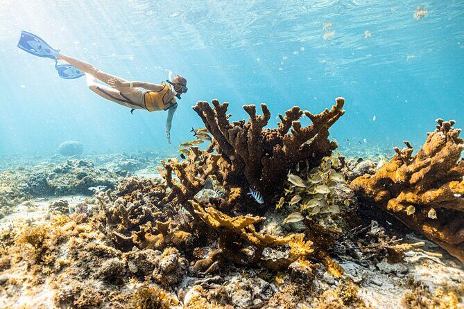 5-in-1 Cancun Snorkeling: Turtles, Reef, Musa, Shipwreck, Cenote - Shipwreck snorkeling: when “exploring” gets physical