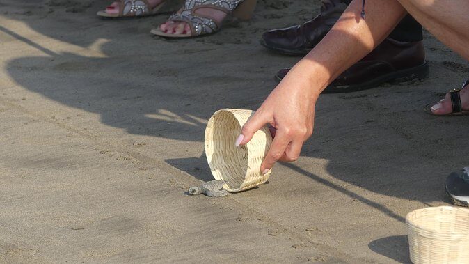 6Hr Cruise or Hotels City Tour, Divers, Baby Turtles Peace Chapel - Price and what you’re really getting at $74.50