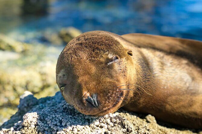 Adventure to Espiritu Santo Island: Snorkel with Sea Lions and Beach - Wildlife Beyond Sea Lions: Dolphins, Whales, and Mantas
