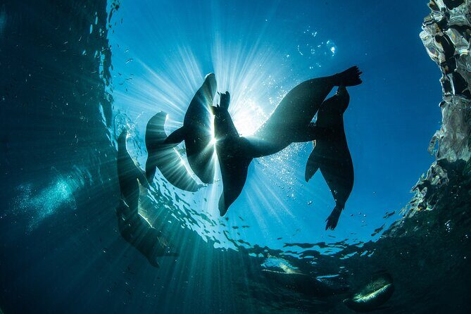 Adventure to Espiritu Santo Island: Snorkel with Sea Lions and Beach - Price and Value: Is $136.52 Worth It?