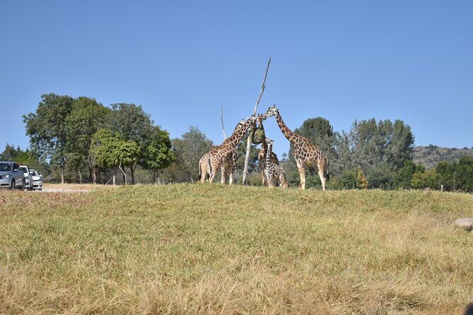 Africam safari (private tour) - Key things I’d watch for before you go