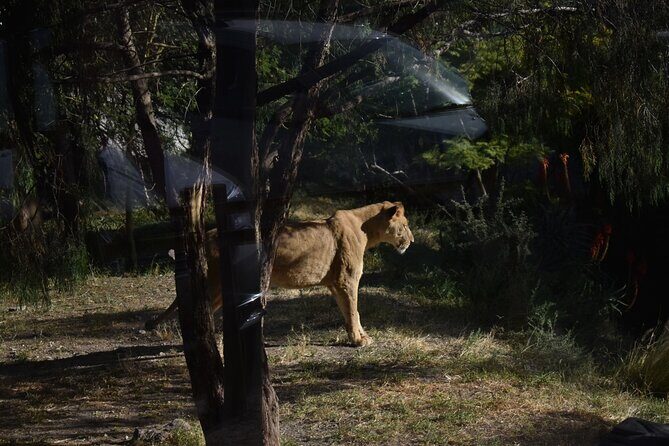 Africam safari (private tour) - Puebla or Cholula Pickup: The Day Starts Easy