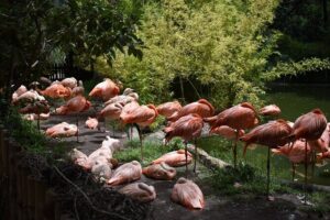 Africam safari (private tour) - Your 4-Hour Park Visit: What to Expect on the Ground