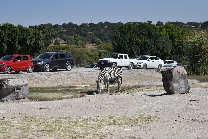 Africam safari (private tour) - Who This Private Tour Fits Best