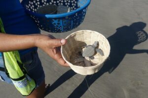 Afro-Mex Village Experience -Horseback Ride -Turtle Hatch & Crocs - Baby Turtle Liberation: A Meaningful Animal Moment (with Real-World Timing)