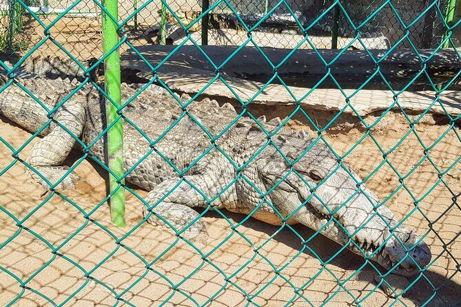 Afro-Mex Village Experience -Horseback Ride -Turtle Hatch & Crocs - Afro-Mex Village Time: Where the Day Breathes (Food and Drinks)