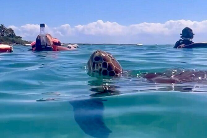 Akumal Bay snorkeling, plus 3 cenotes and great food - Why Akumal Sea Turtles Feel Different Here