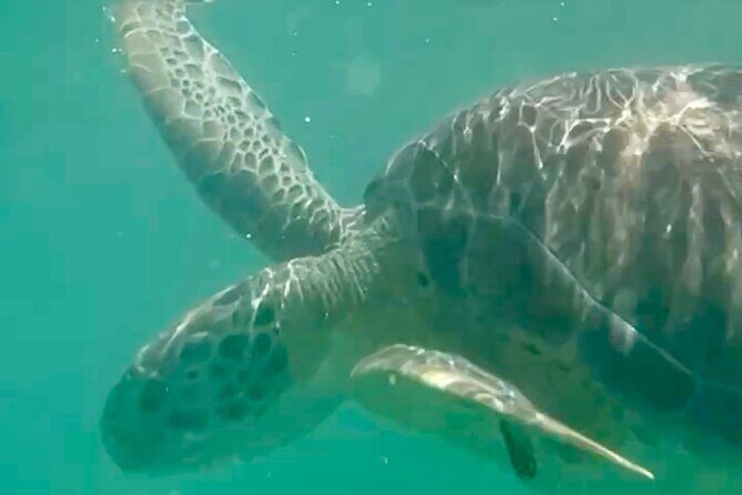 Akumal Bay snorkeling, plus 3 cenotes and great food - Blue Cenotes and Private Jungle Swims (The Part You’ll Remember)