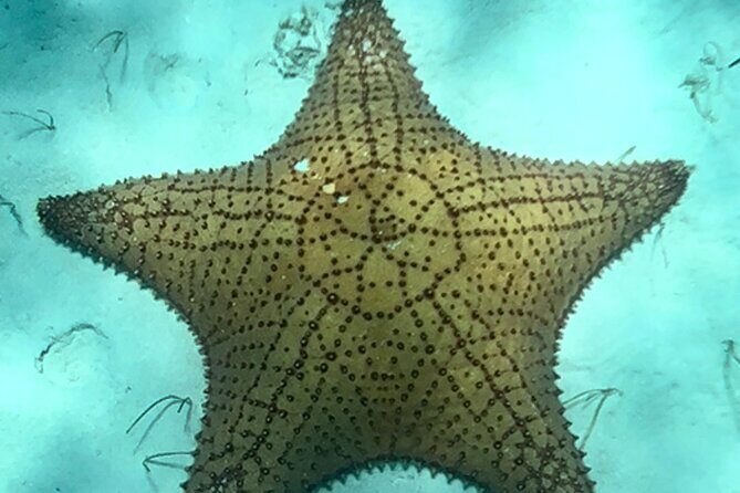 Akumal Bay snorkeling, plus 3 cenotes and great food - Lunch at Lara & Luca: Worth the Pause