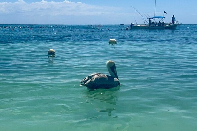 Akumal Bay snorkeling, plus 3 cenotes and great food - Price and Value: Why $169 Can Make Sense