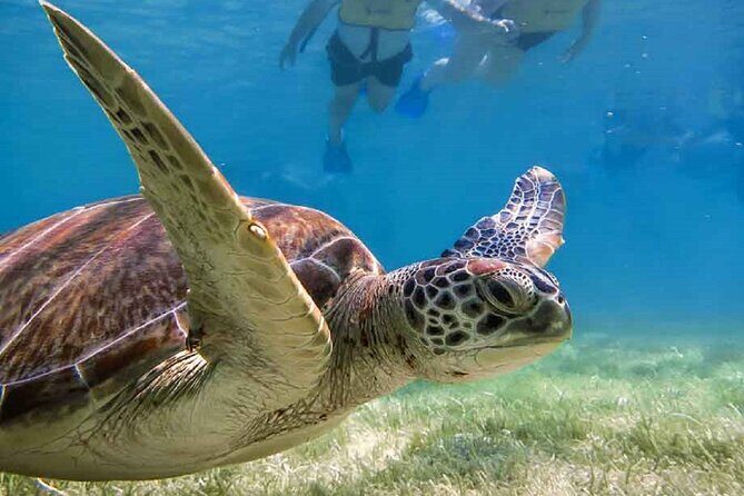 Akumal Bay snorkeling, plus 3 cenotes and great food - Who This Tour Fits Best
