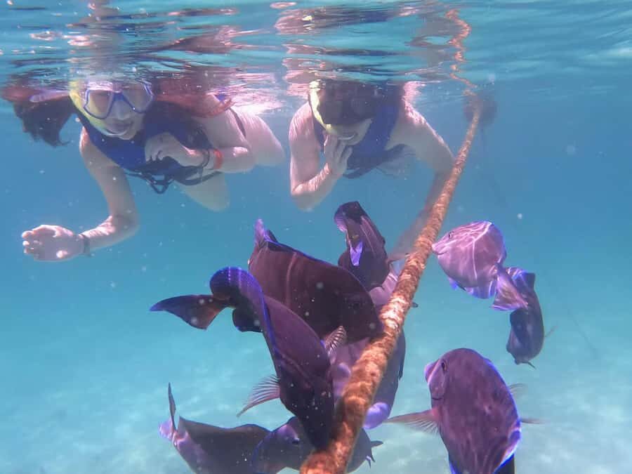 Akumal Beach: Ecologic Turtle Snorkeling Tour & Gopro Photos - Akumal Turtle Snorkeling: What You’re Really Here For