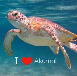 Akumal Beach: Ecologic Turtle Snorkeling Tour & Gopro Photos - Meeting at 7 Eleven: Getting Started Without Chaos
