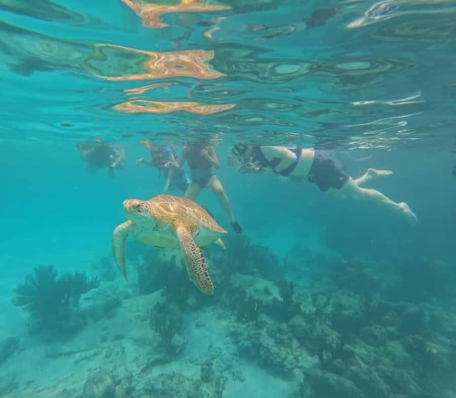 Akumal Beach: Ecologic Turtle Snorkeling Tour & Gopro Photos - Gear, Life Vest, and the Safety Rhythm
