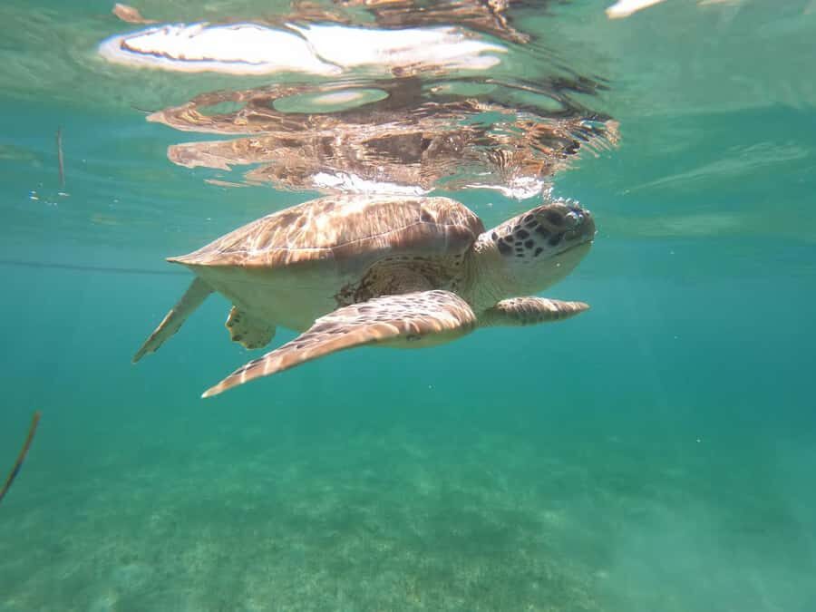 Akumal Beach: Ecologic Turtle Snorkeling Tour & Gopro Photos - The Turtle Circuit: How the Tour Helps You See Them